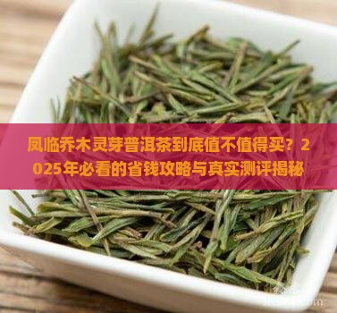 凤临乔木灵芽普洱茶价格