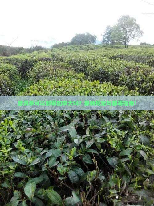 普洱茶可以邮寄加拿大吗