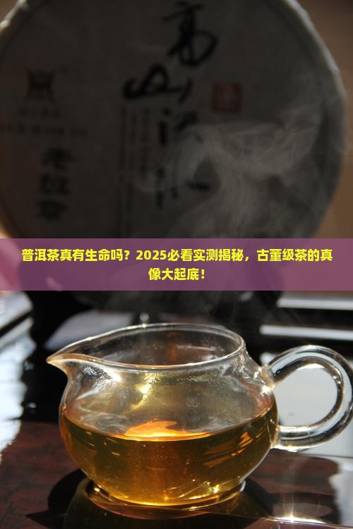 普洱茶有生命的古董