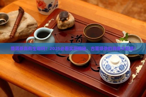 普洱茶有生命的古董