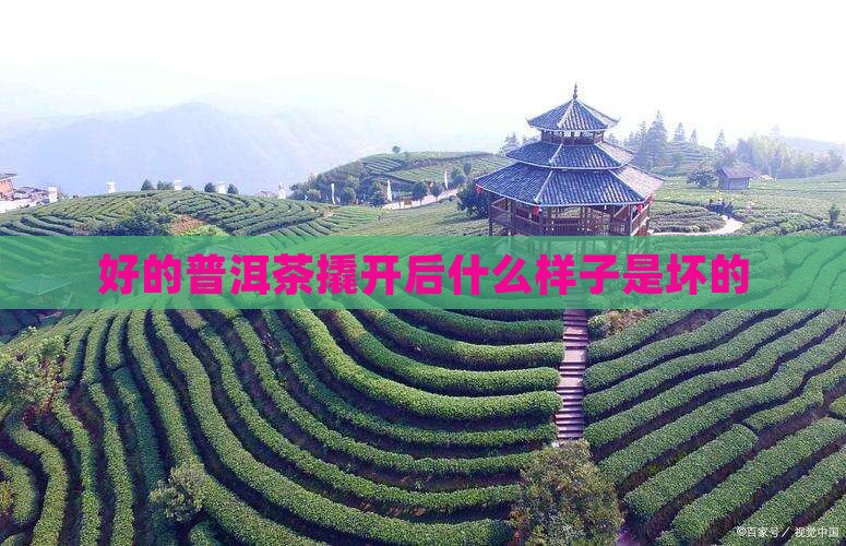 好的普洱茶撬开后什么样子