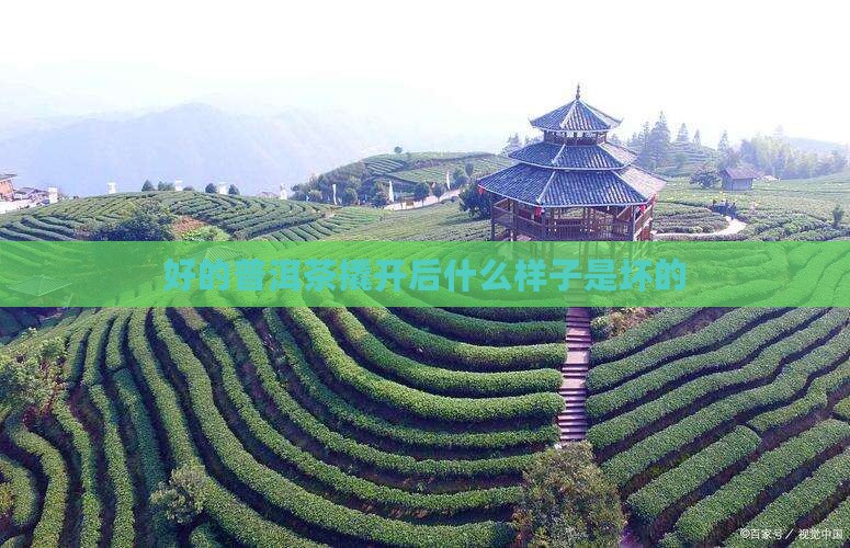好的普洱茶撬开后什么样子