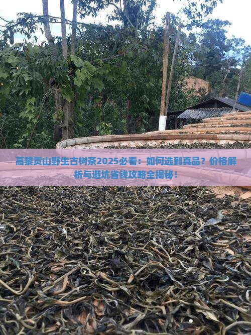 高黎贡山野生古树茶
