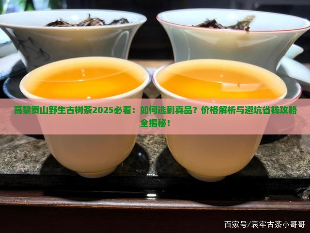 高黎贡山野生古树茶