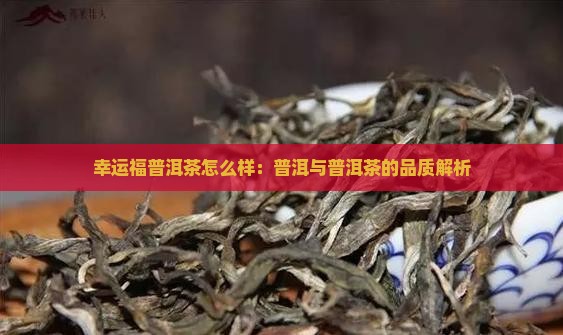 幸运福普洱茶怎么样