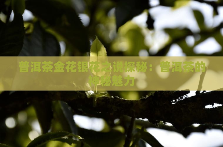 普洱茶有金花银花之说吗