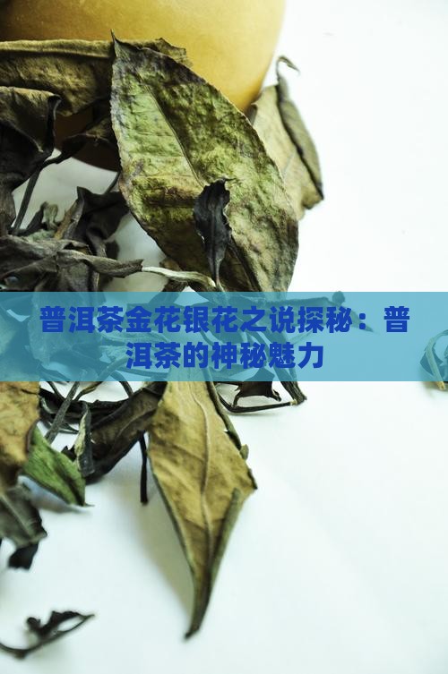 普洱茶有金花银花之说吗