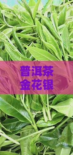 普洱茶有金花银花之说吗