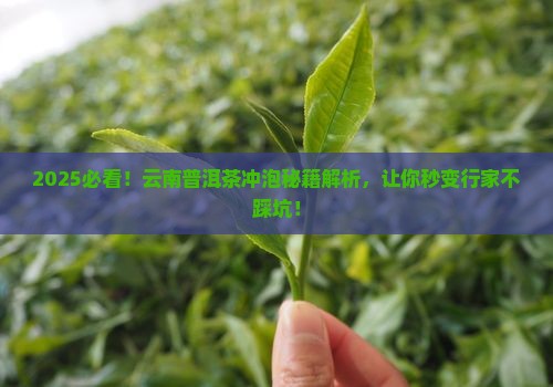 云南普洱茶的冲泡技巧