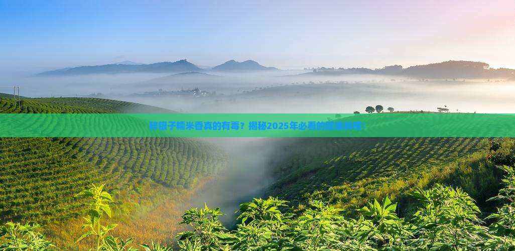 碎银子糯米香有毒吗