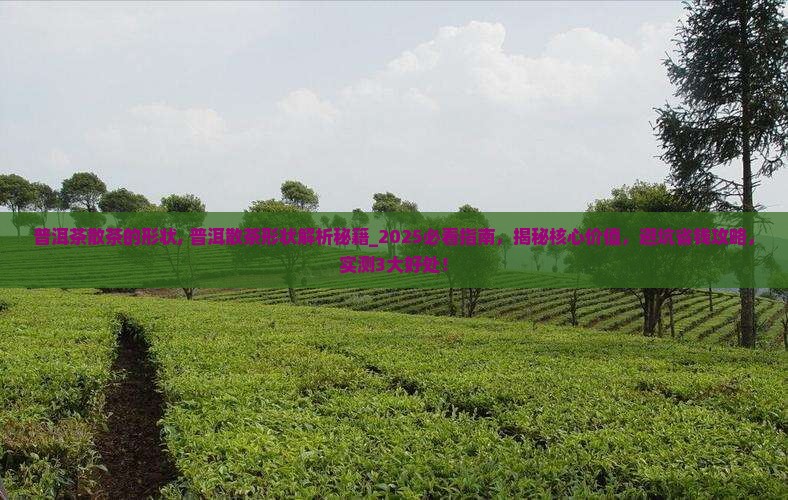 普洱茶散茶的形状