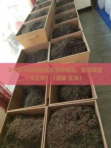 普洱茶哪些地方种