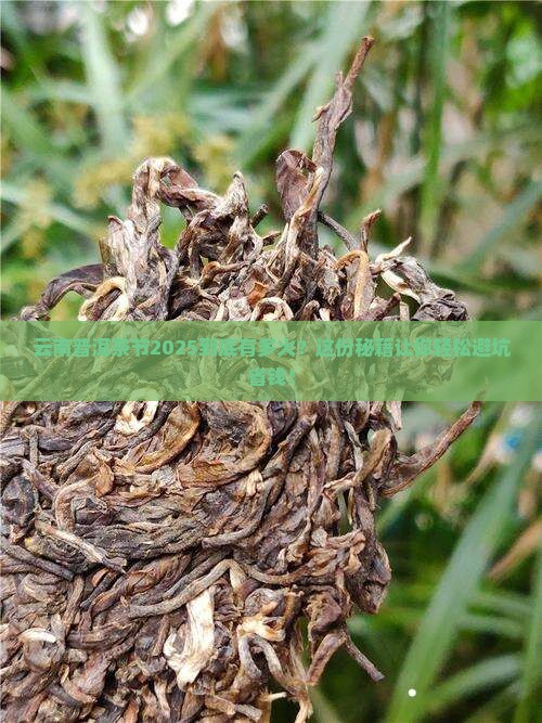云南普洱茶节最新消息