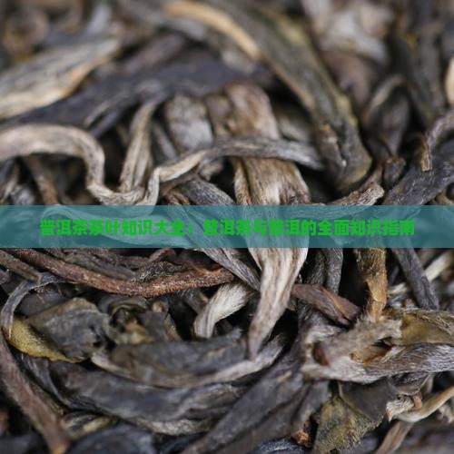 普洱茶茶叶知识大全