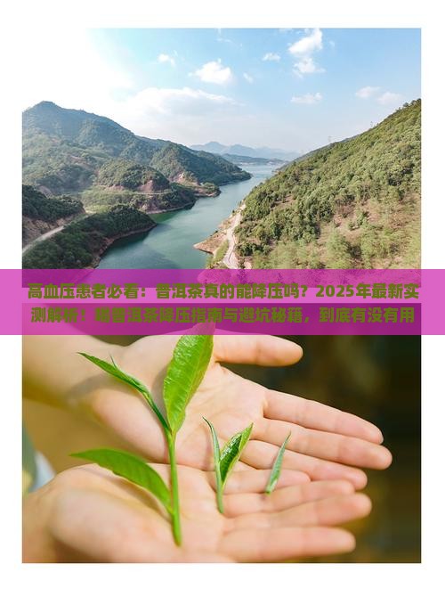 高血压喝的普洱茶