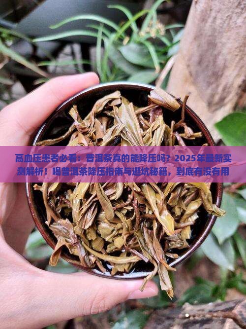 高血压喝的普洱茶