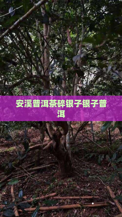 安溪有碎银子普洱茶嘛