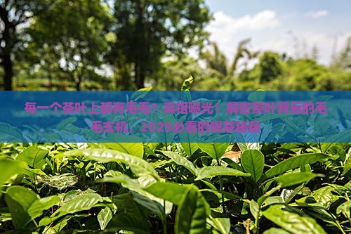 每一个茶叶上都有毛毛