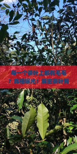 每一个茶叶上都有毛毛