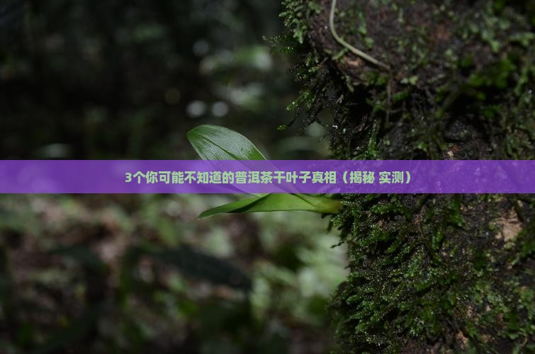普洱茶干叶子是怎么回事