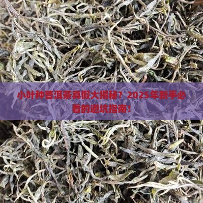 小叶种普洱茶真假