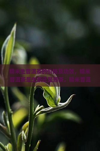 糯米生普洱茶的价格 糯米生普洱茶的价格