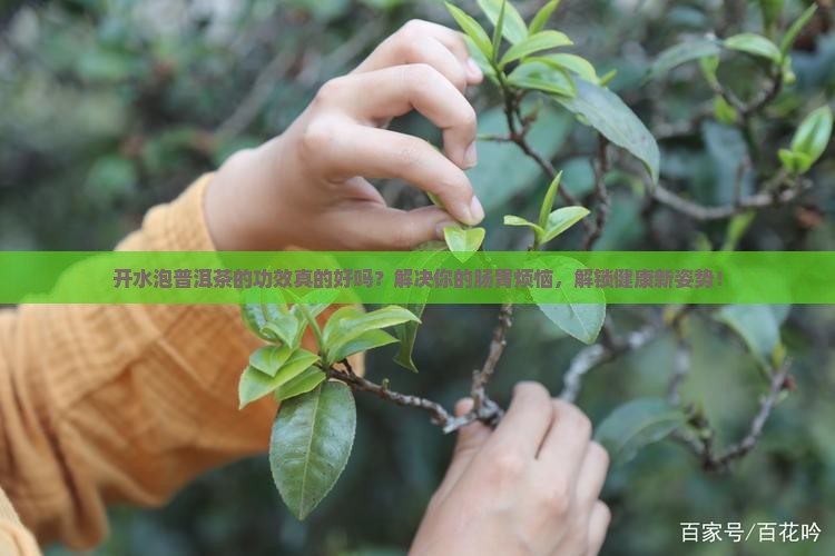开水泡普洱茶的功效 开水泡普洱茶的功效