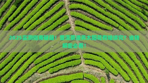 普洱茶渣可以养太阳花吗