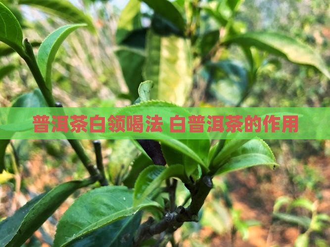 普洱茶白领喝法
