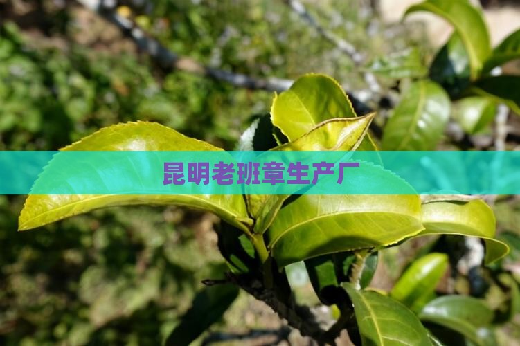 昆明老班章生产厂