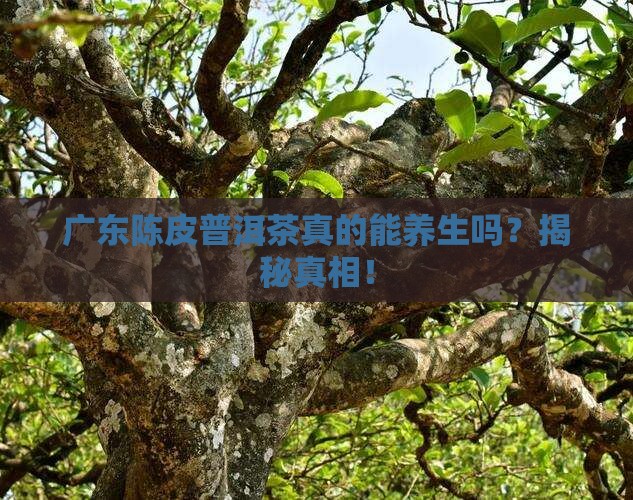 广东陈皮普洱茶