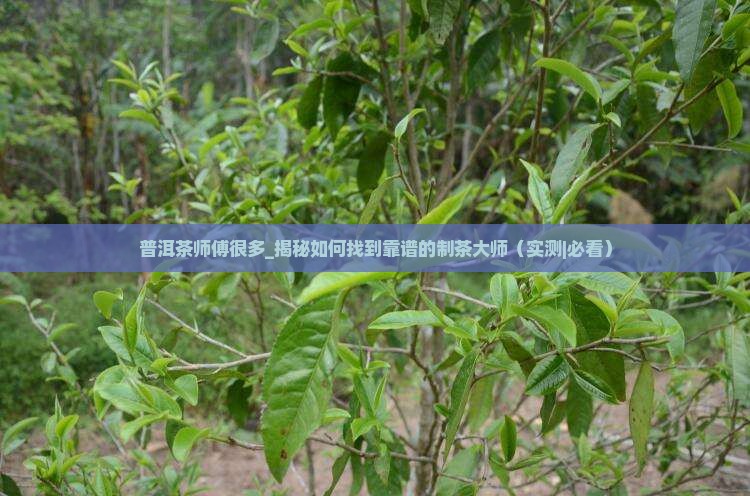 普洱茶师傅很多