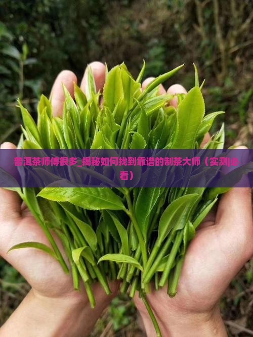 普洱茶师傅很多