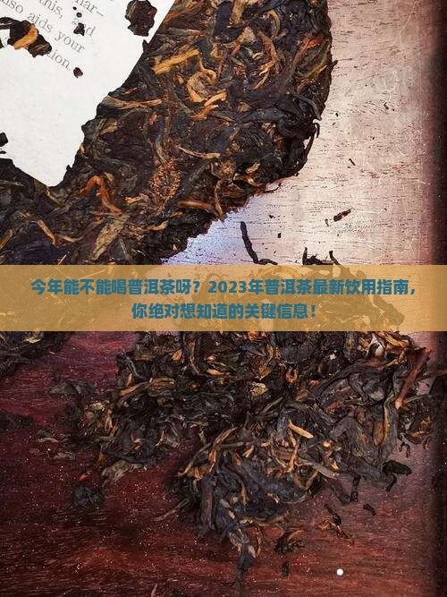 今年能不能喝普洱茶呀