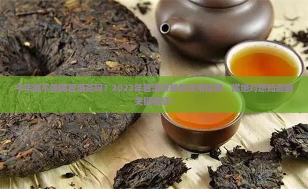 今年能不能喝普洱茶呀