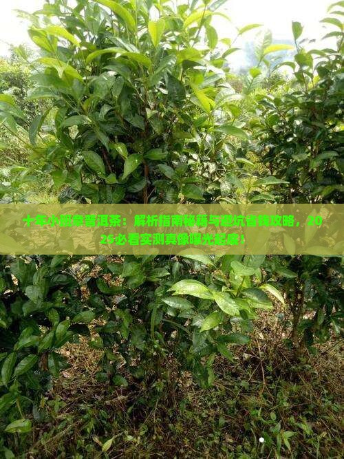 十年小班章普洱茶