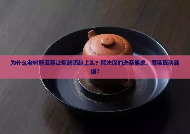 老树普洱茶的口感特点
