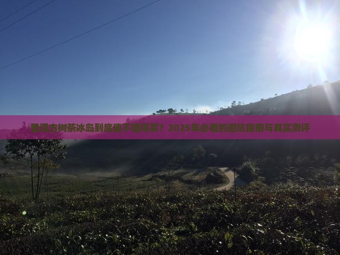 普洱古树茶冰岛
