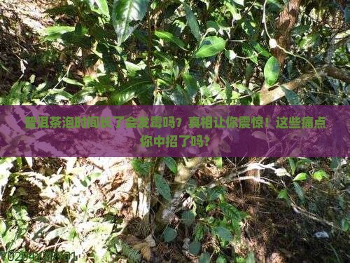 普洱茶泡时间长了会发霉吗 普洱茶泡时间长了会发霉吗