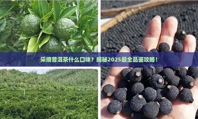 采摘普洱茶什么口味