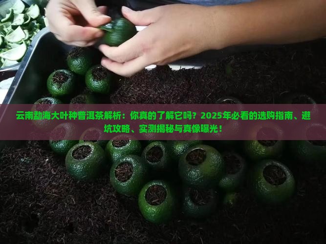 云南勐海大叶种普洱茶
