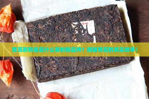 普洱茶是什么茶的新品种