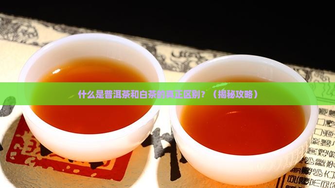 什么是普洱茶白茶区别