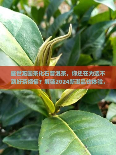 盛世龙园茶化石普洱茶