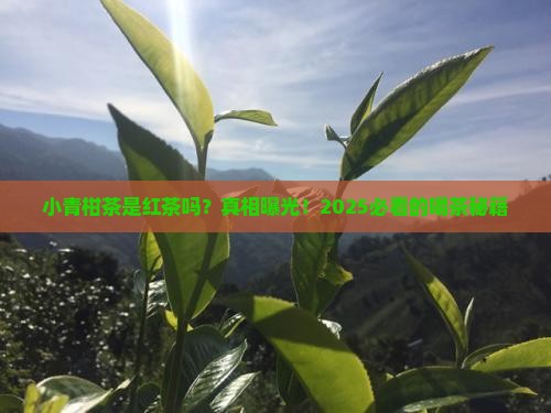 小青柑茶是红茶吗