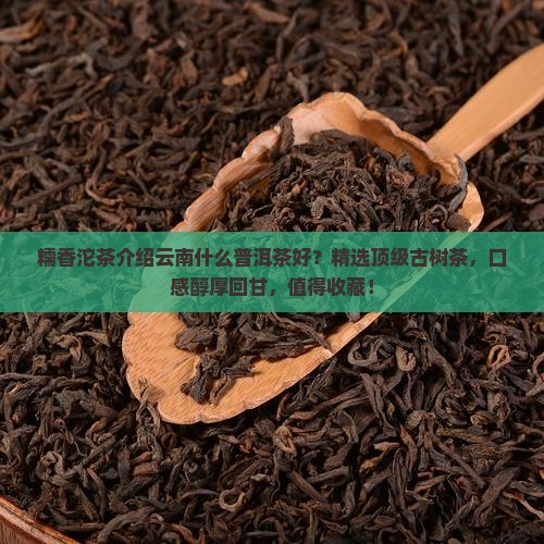 糯香沱茶介绍云南什么普洱茶好
