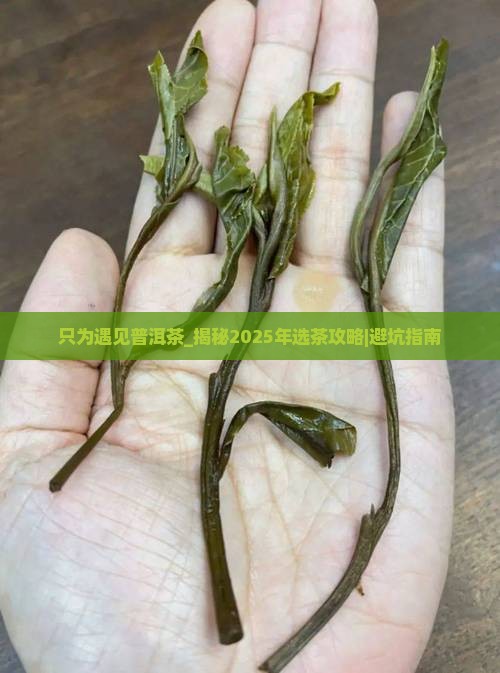 只为遇见普洱茶