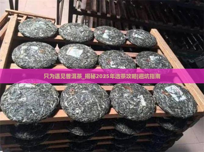 只为遇见普洱茶