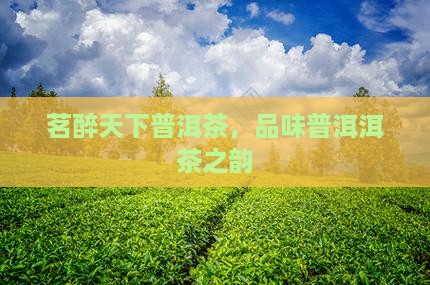茗醉天下普洱茶
