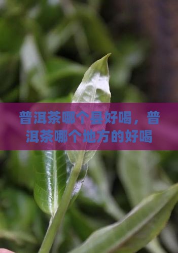 普洱茶哪个县好喝